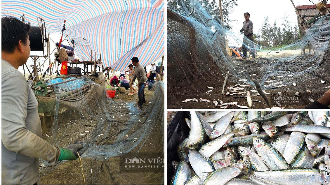 Nguyên liệu để chế biến món đặc sản nhiều người mê là sản phẩm từ những chuyến biển của ngư dân xã Hải Châu, tỉnh Nghệ An. Những chiếc bè mảng vừa cập bến với từng tấm lưới dính đầy cá trích tươi rói. Cá trích được đánh bắt ngay trên vùng biển gần bờ của địa phương. Ảnh: N.T