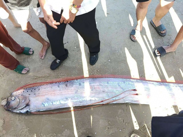 Cá hố rồng dài gần 4 mét xuất hiện ở vùng biển La Gi, tỉnh Lâm Đồng. Ảnh: NDCC