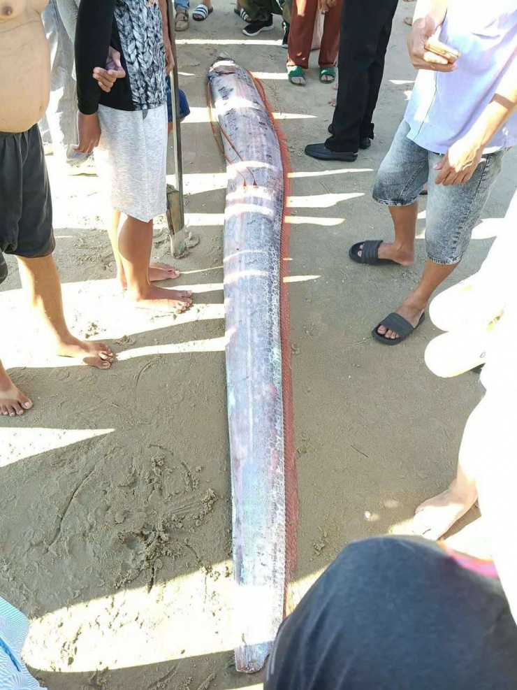 Cá hố rồng dài gần 4 mét xuất hiện ở vùng biển La Gi, tỉnh Lâm Đồng. Ảnh: NDCC