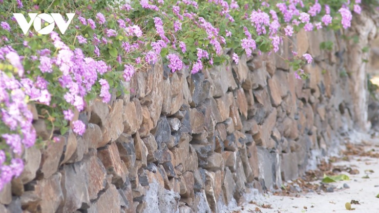 Làng Phú Hạnh có một con đường đá cổ len quan được trang trí bởi hoa ngũ sắc