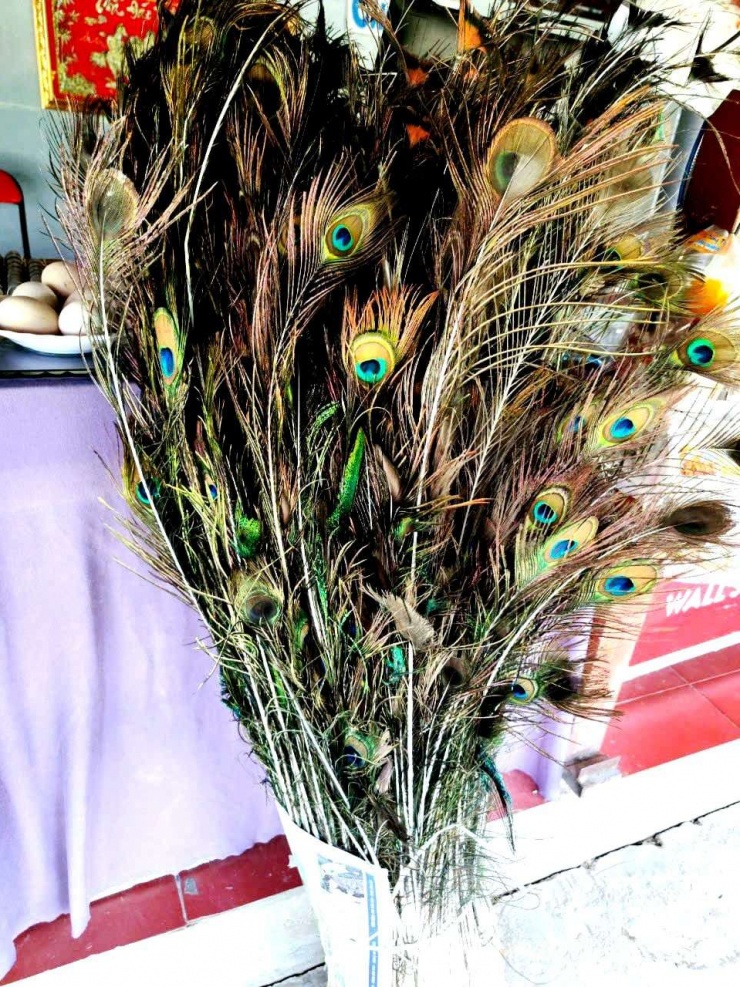 Mỗi con công trống trưởng thành có thể cho khoảng 150–200 lông/năm. Ảnh: T.Đ