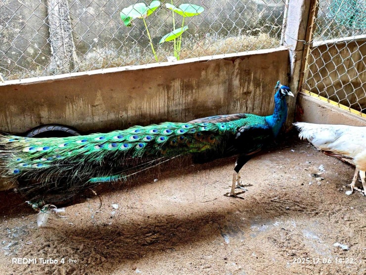 Mô hình nuôi công xanh lấy lông bán – hướng đi mới giàu tiềm năng. Ảnh: T.Đ