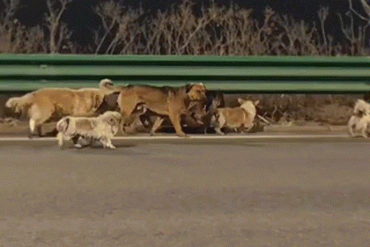 7 chú chó phá lồng trốn kẻ trộm, dìu nhau vượt 18 km về nhà