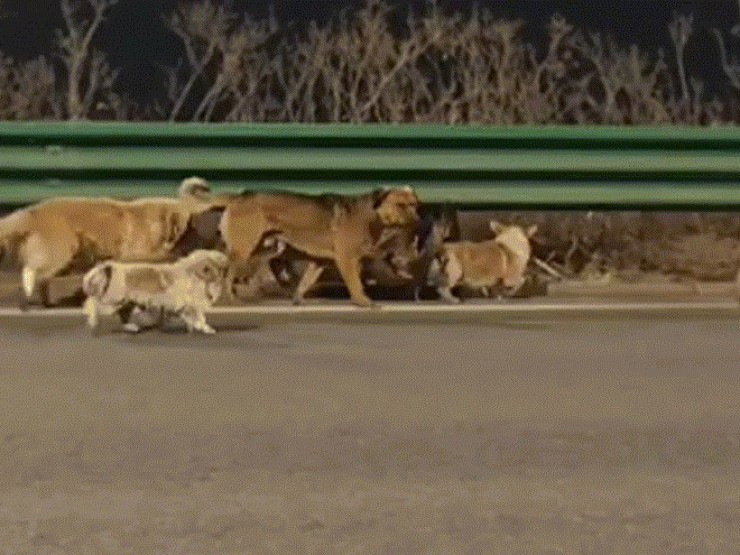 7 chú chó phá lồng trốn kẻ trộm, dìu nhau vượt 18 km về nhà