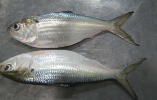 Cá mòi có nhiều ở cả vùng biển và vùng nước lợ, tập trung nhiều ở sông Hồng, sông Yên, sông Thu Bồn...Ảnh: Internet