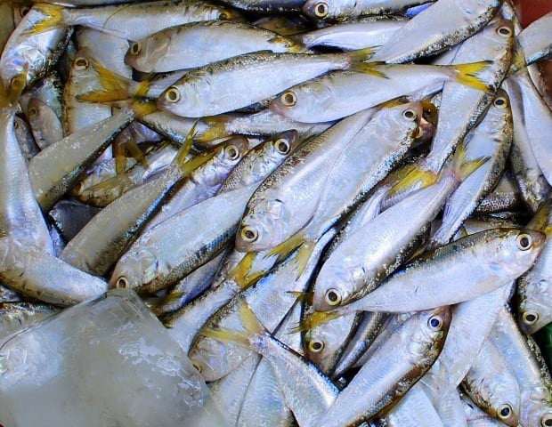 Trên thị trường, cá mòi tươi được bán với giá khoảng 40.000–80.000 đồng/kg, tùy theo kích cỡ và mùa đánh bắt. Ảnh: Báo Đắk Lắk