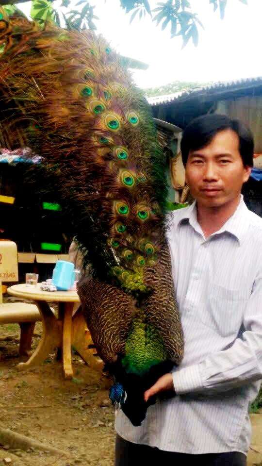 Anh Trương Văn Phúc đang có trại nuôi công xanh lấy lông bán ở xã Tân Tây (Đồng Tháp) khá thành công. Ảnh: T.Đ