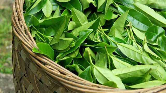 Uống trà xanh nguyên chất, không thêm đường có thể giúp bảo vệ tế bào thận trước các tác nhân gây hại từ môi trường và quá trình chuyển hóa nội sinh.