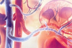 Loại rau tưởng tốt nhưng làm tăng nguy cơ suy thận, người Việt cần biết để ăn cho đúng