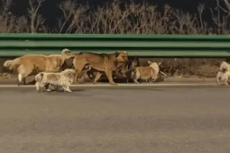 7 chú chó phá lồng trốn kẻ trộm, dìu nhau vượt 18 km về nhà