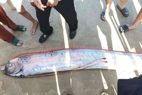 Thông tin đặc biệt về con cá dài 4m trông như mái chèo xuất hiện ở vùng biển La Gi, tỉnh Lâm Đồng, Bình Thuận trước đây