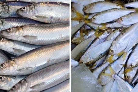 Ít ai biết, 2 loại cá rất quen mặt, bán đầy ở chợ Việt, giá vài chục nghìn/kg, được đánh giá là "tốt nhất thế giới"