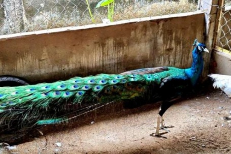 Nuôi “nữ hoàng của các loài chim” chỉ nhặt lông, anh nông dân Đồng Tháp cũng kiếm bộn tiền