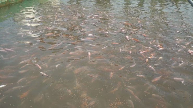 Nuôi cá lồng kiểu gì mà nông dân Bắc Ninh thu tiền tỷ mỗi năm? - 2