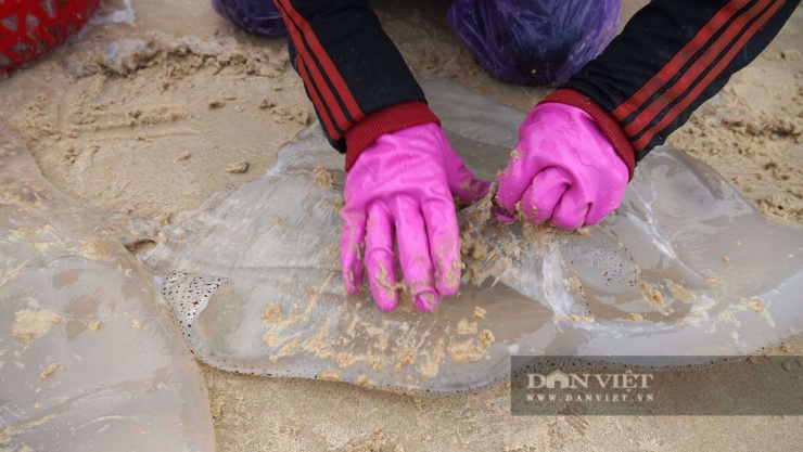 Phần mủ sứa biển được người dân dùng cát biển đánh sạch màng nhầy. Ảnh: Ngọc Vũ.
