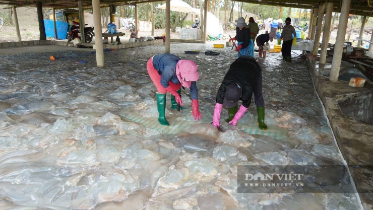 Một cơ sở thu mua sứa biển ở thôn Hà Lợi Trung, xã Bến Hải, tỉnh Quảng Trị. Sứa sau khi thu mua được chế biến thành sứa biển ăn liền, tiêu thụ khắp cả nước. Ảnh: Ngọc Vũ.