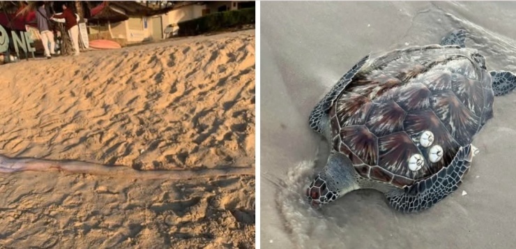 Cá mái chèo và rùa biển được phát hiện sáng 24/3. Ảnh: MXH