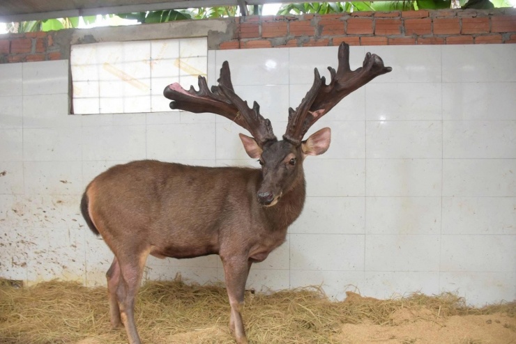 Con nai của gia đình anh Nguyễn Cảnh Sinh có cặp nhung "khủng" nặng 13,4kg.