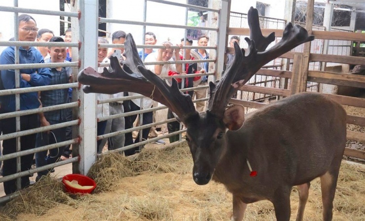 Rất đông người dân đến theo dõi quá trình cắt cặp nhung nai "khủng" này. (Ảnh: Như Thủy).