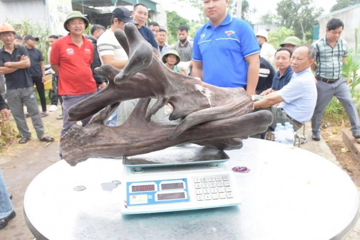 Cặp nhung nai sau khi cắt đã được bán với giá 95 triệu đồng.