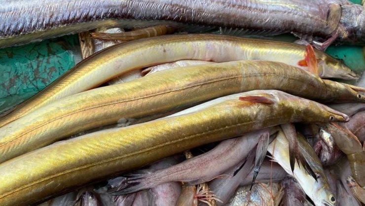 Vùng biển Phú Yên trước đây, nay là vùng biển tỉnh Đắk Lắk sau sáp nhập thường đánh bắt được các con cá lạc có trọng lượng vừa phải.