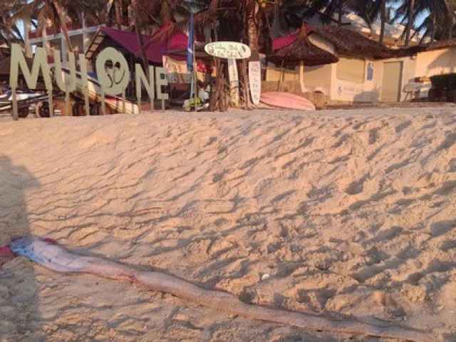 Thêm 1 con cá mái chèo dạt vào bờ biển Mũi Né, thu hút sự hiếu kỳ