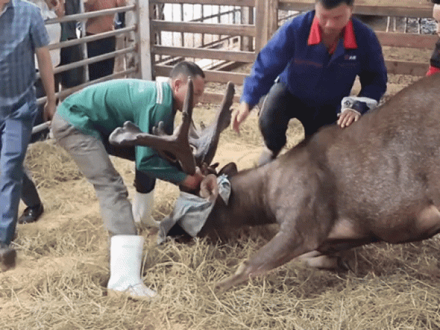 Gây mê để thu hoạch cặp nhung nai 'khủng' hiếm có hơn 13kg