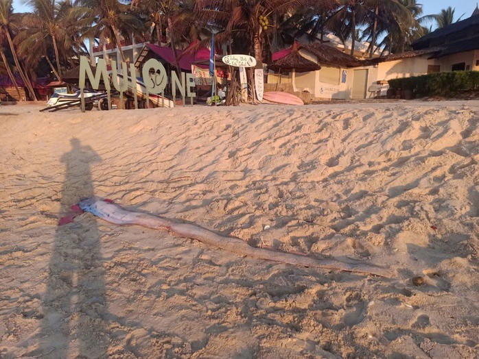 Cá mái chèo trôi dạt vào bờ biển khu du lịch Mũi Né. Ảnh: MT