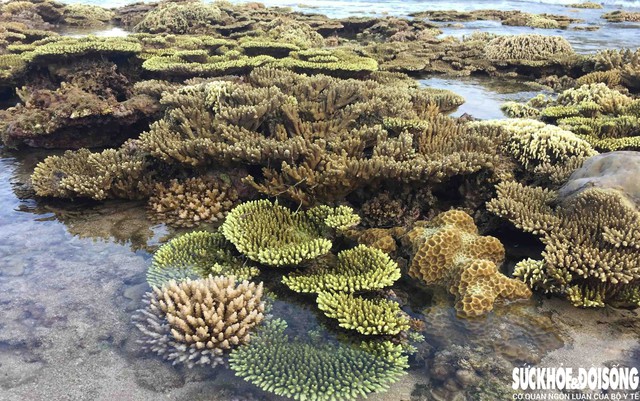 Điểm đặc biệt làm nên "thương hiệu" của Hang Rái chính là thềm san hô cổ - một kiệt tác mà thiên nhiên đã dày công kiến tạo. Ảnh: D.N.