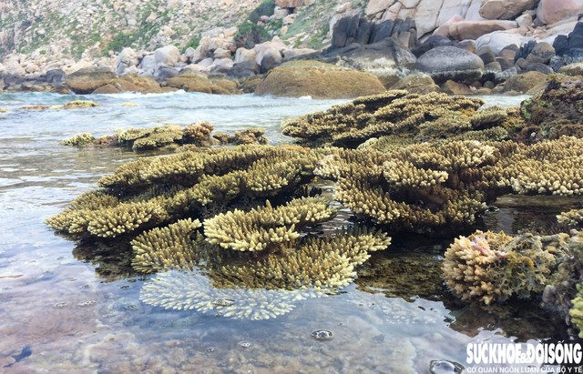 Những lớp san hô tạo thành bề mặt gồ ghề, xếp chồng như những bậc thang hướng ra đại dương. Ảnh: D.N.