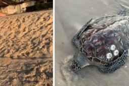 Liên tiếp các loài sinh vật quý hiếm xuất hiện gần bờ biển Lâm Đồng