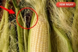 Tin tức sức khỏe - Bộ phận thường bị vứt bỏ, nhưng nếu dùng đúng cách lại trở thành “nước đại bổ” giúp giảm tiểu đêm, tiểu nhiều lần