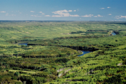 Sự thật ít người biết về 170 tỷ thùng dầu dưới tán rừng xanh