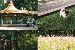 Vì sao Công viên Thống Nhất đang trở thành điểm check-in "gây thương nhớ"?