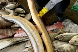 Cá lạc dài hàng mét là cá gì, bắt cá hiếm này ở vùng biển nào, vì sao người ta ví ăn một miếng cá này ngang "tẩm bổ"?