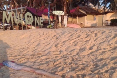 Thêm 1 con cá mái chèo dạt vào bờ biển Mũi Né, thu hút sự hiếu kỳ