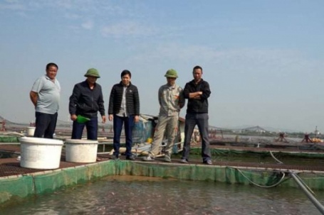 Nuôi cá lồng kiểu gì mà nông dân Bắc Ninh thu tiền tỷ mỗi năm?
