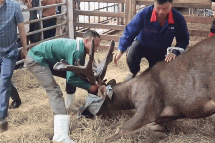 Gây mê để thu hoạch cặp nhung nai 'khủng' hiếm có hơn 13kg