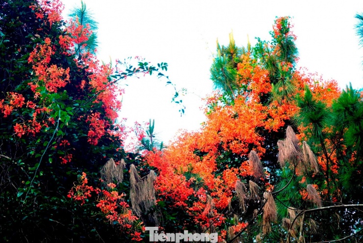 Hoa mọc thành tán lớn như phượng vỹ đô thị, công viên, trường học… và có khi len lỏi, buông rủ theo các thân cây thông già, tạo thành những mảng màu rực rỡ như “thắp lửa” giữa rừng thông xanh thẳm.