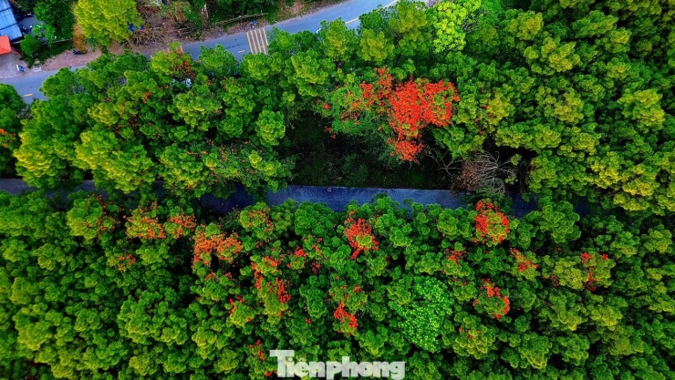 Ghi nhận tại khu đồi danh thắng đồi Vọng Cảnh (phường Thủy Xuân, TP. Huế), những ngày cuối tháng 3, từng chùm hoa phượng núi đỏ rực đua nở nổi bật giữa ngàn thông xanh.