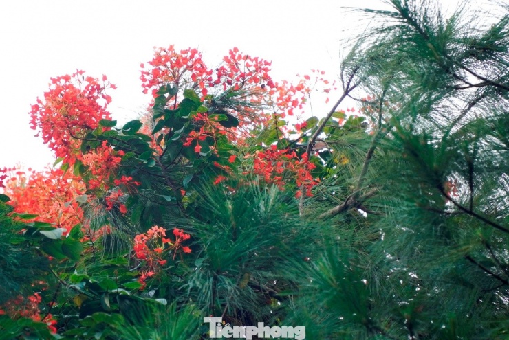 Không chỉ xuất hiện ở Vọng Cảnh, tại nhiều khu rừng thông thuộc phường Kim Long (khu vực xã Hương Thọ cũ), loài hoa này cũng đang vào mùa nở rộ. Ở một góc rừng thông, hoa phượng núi phủ thành từng cụm lớn, nổi bật giữa núi đồi, tạo nên cảnh quan hiếm gặp.