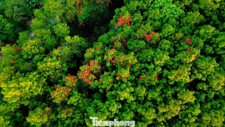 Giữa nền xanh trầm của rừng thông Vọng Cảnh, sắc đỏ thắm của hoa phượng núi như tô điểm thêm cho vẻ đẹp của khu đồi danh thắng. Một mùa hoa phượng núi đến sớm đủ để du khách, người dân tản bộ ở Vọng Cảnh có những phút dừng chân để sống chậm và cảm nhận nhịp biến chuyển khác của thiên nhiên xứ Huế, với sự độc đáo, lặng lẽ và riêng có.