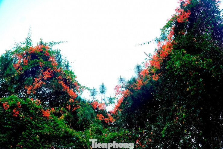 Theo giới chuyên môn về cây xanh và sinh thái, lâm phượng vỹ không phải là cây đô thị điển hình mà là loài dây leo thân gỗ đặc trưng của rừng ẩm. Việc cây phát triển mạnh và nở hoa dày trong các khu rừng thông cho thấy điều kiện sinh thái phù hợp cho loài này. Việc lâm phượng vỹ từ núi rừng được đưa về trồng ở công viên, khu dân cư cũng mở ra hướng khai thác giá trị cảnh quan mới, tạo không gian khác lạ cho loài cây này phát triển.