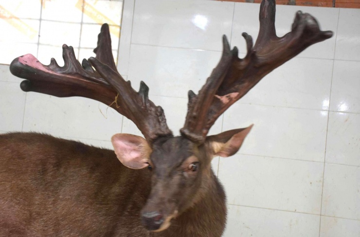 Con nai của gia đình anh Sinh ở xã Quỳnh Văn, tỉnh Nghệ An cho cặp nhung nai khủng với trọng lượng 13,4kg.&nbsp;