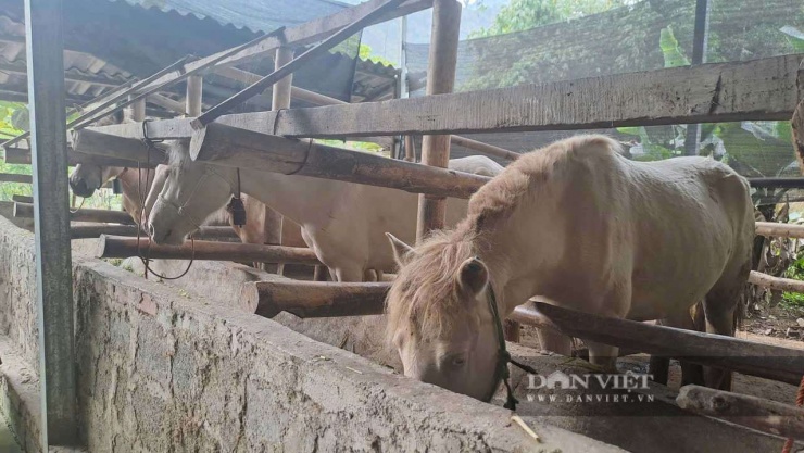 Từ chăn nuôi nhỏ lẻ vài con ban đầu, đến nay đàn ngựa bạch của gia đình bà Mai đã phát triển lên số lượng 20 con mang về thu nhập tương đối cao. Ảnh: Hà Thanh