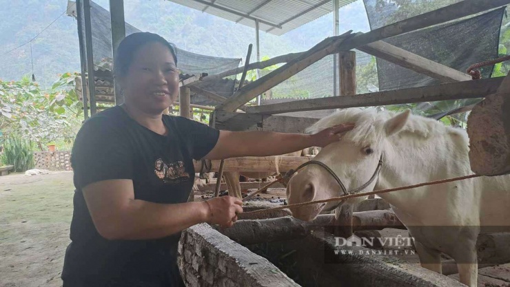 Bà&nbsp;Nguyễn Thị Mai, thôn Nà Coóc, xã Bằng Thành, tỉnh Thái Nguyên bắt tay vào chăn nuôi ngựa bạch sinh sản từ năm 2021 sau khi đi tham quan một số mô hình trên địa bàn tỉnh. Ảnh: Hà Thanh