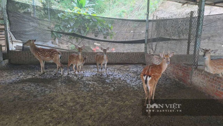 Ngoài nuôi ngựa bạch, gia đình bà Mai còn kết hợp nuôi hươu bán giống và lấy nhung giúp tăng thêm nguồn thu đáng kể. Ảnh: Hà Thanh