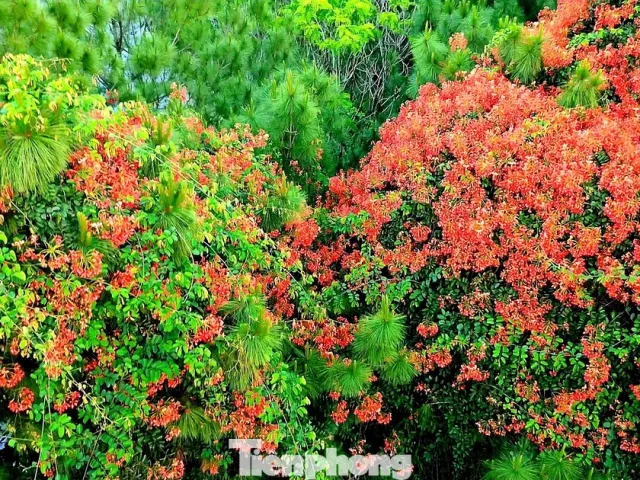 Rực rỡ hoa phượng giữa ngàn thông