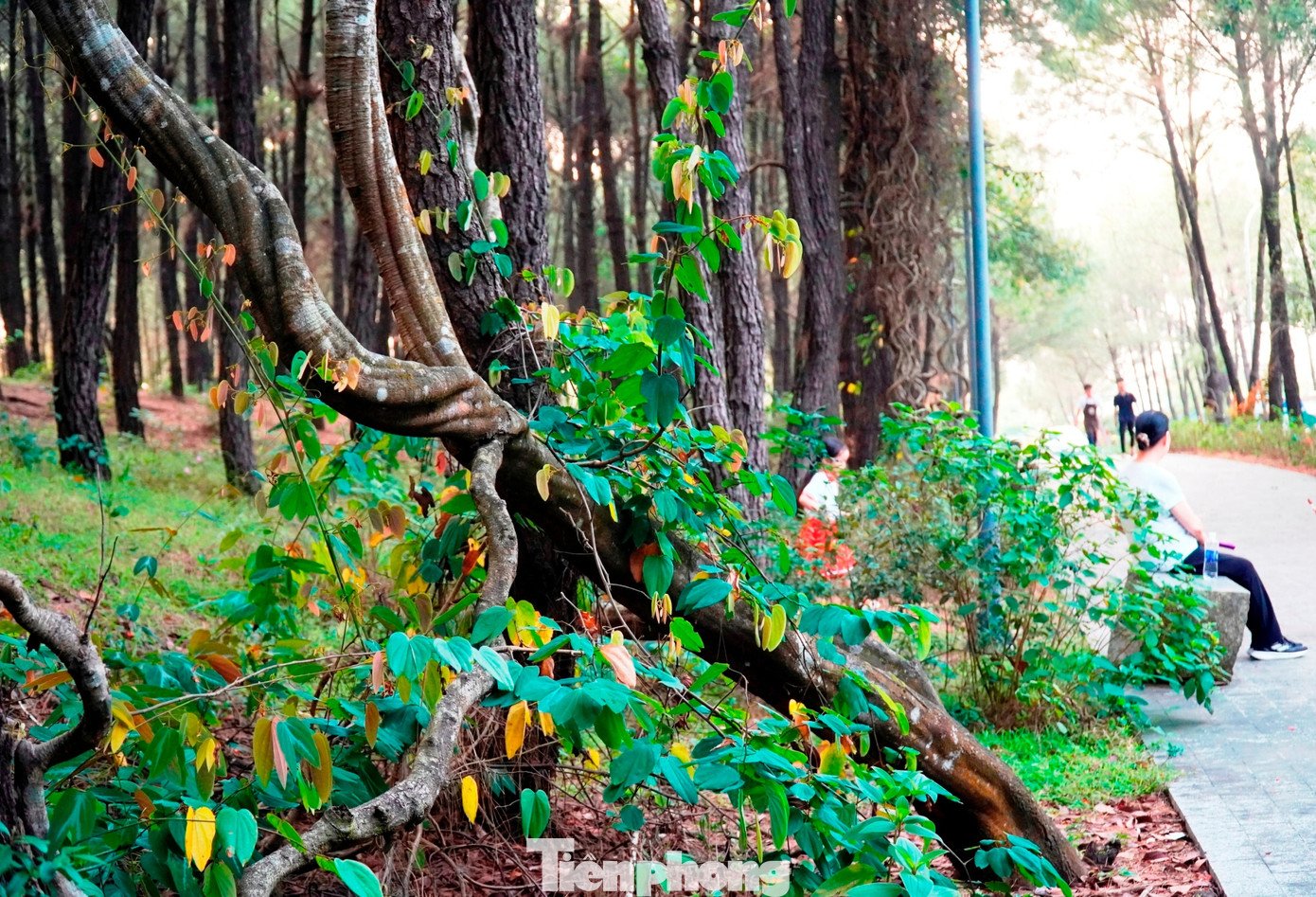 Theo tìm hiểu, “phượng núi” hay lâm phượng vỹ là dạng dây leo thân gỗ, mọc tự nhiên trong rừng. Cây không phát triển độc lập mà bám vào thân cây khác để vươn lên, vì vậy hoa thường xuất hiện ở nhiều độ cao khác nhau, không theo một trật tự nhất định. Hoa phượng thường nở ở vị trí có nhiều ánh nắng, thoáng gió.