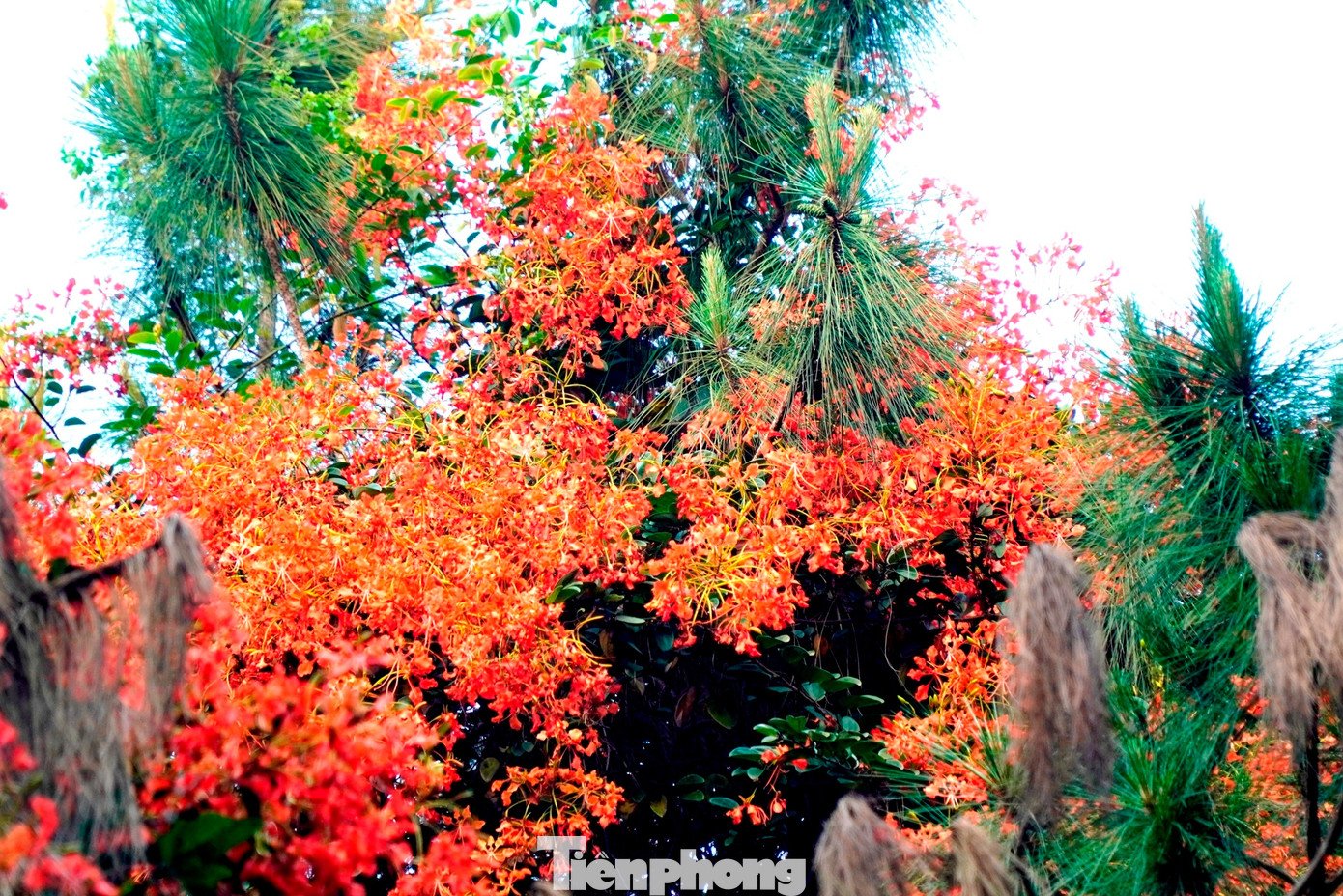 Theo tìm hiểu, “phượng núi” hay lâm phượng vỹ là dạng dây leo thân gỗ, mọc tự nhiên trong rừng. Cây không phát triển độc lập mà bám vào thân cây khác để vươn lên, vì vậy hoa thường xuất hiện ở nhiều độ cao khác nhau, không theo một trật tự nhất định. Hoa phượng thường nở ở vị trí có nhiều ánh nắng, thoáng gió.